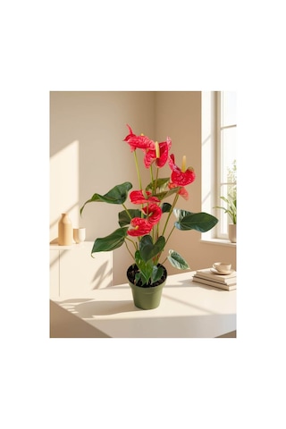 Kırmızı Antoryum / Flamingo Çiçeği İthal 70-80cm Uzunluğunda Kırmızı Antoryum / Flamingo Çiçeği İthal 70-80cm Uzunluğunda