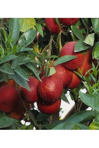 Portakal Kırmızı Fukumoto Kan Portakal 150-200 Cm Tüplü