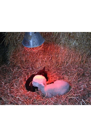 Isıtıcı Ampul 250 Watt Beyaz