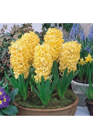 Yellow Stone Kokulu Sümbül Soğanı 3 Adet