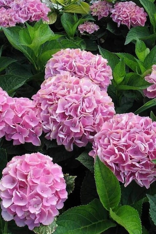Ortanca 40 60 Cm, Pembe