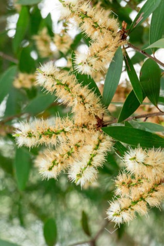 %100 Saf Nioli Uçucu Yağ - Seyreltilmemiş Niaouli Yağı 3 X 10 Ml 20 ML