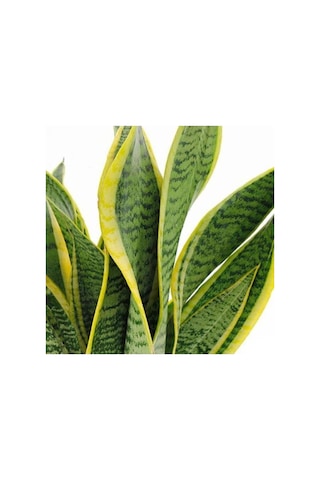 Çok Avantajlı Sansevieria Laurentii Superba Bodur Paşa Kılıcı Kılıç Çiçeği