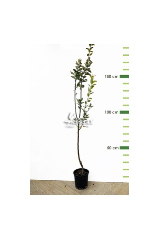 Elma Starcrımson Delıcıous Fidanı N11.599