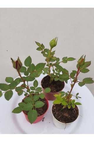 3' Lü Mini Gül Fidesi Karışık Renk 15-20cm Saksılı Mix Rose