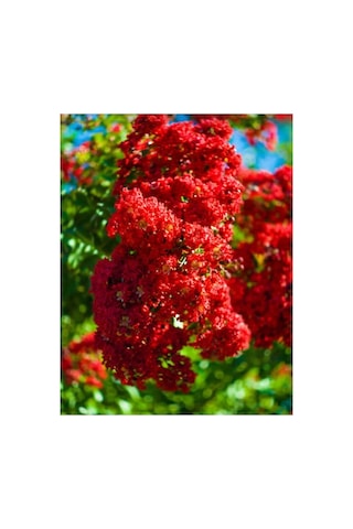 Kırmızı Çiçekli Oya Ağacı Fidanı 30-50 Cm