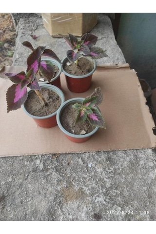 Yaprak Güzeli Çiceği Fidanı 10-20 Cm