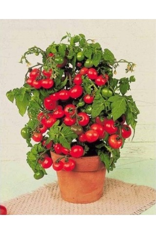 Cherry Saksılık Domates Tohumu 10 Adet Tohum