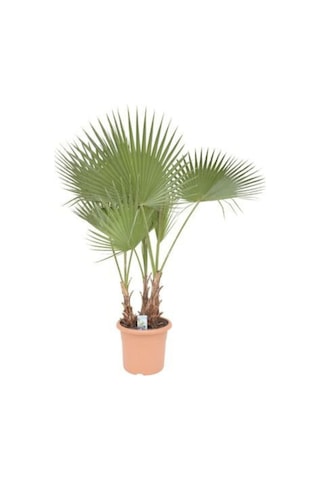 Washingtonia Robusta Palmiye Ağacı Tohumu Ekim Seti 3 Tohum Saksı Toprak Kombin