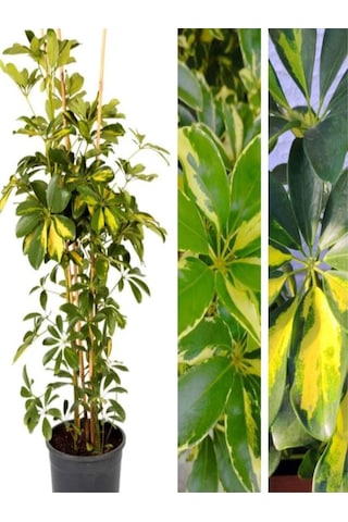 Videolu Çift Dal Alacalı Şeflera Çiçeği 45-90 Cm Saksılı Iç Mekan Bitkileri Schefflera