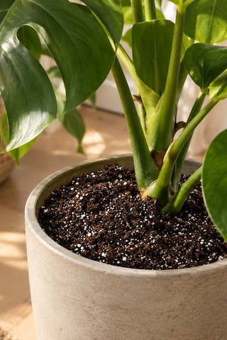 40 Litre Premium Saksı Toprağı Karışımı Jiffy Sphagnum Torf + Perlit + Cocopeat Steril, Böcek Yapmaz 40 L
