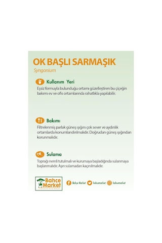 Syngonium - Ok Başı Sarmaşığı Askılı 20 30 Cm Yeşil