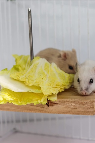 Çivili Meyve Sebze Asmalı Kuş, Hamster Asılı Tünek, Kuş Mama Tutucu, Doğal Ahşap Kuş Kafesi