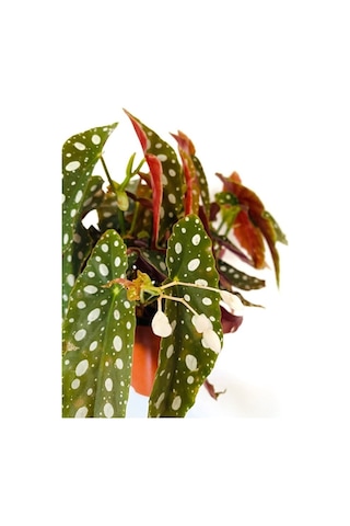 Thebestonline Begonia Maculata / Çilli Begonya
