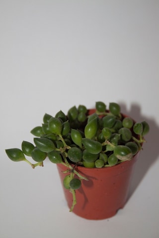 Tesbih Çiçeği Sukulent Senecio Tekli 5.5 Cm Saksıda