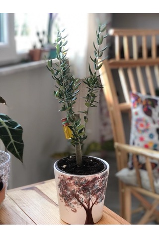Midi Zeytin Ağacı - 25Cm