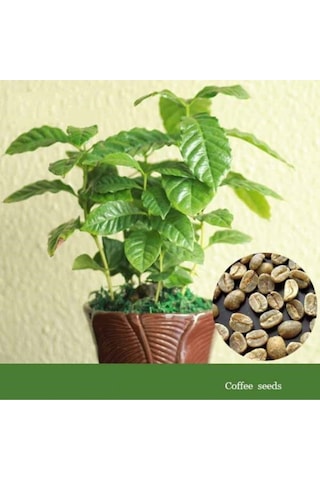 Bonsai Kahve Ağacı Tohumu Ağaç Tohumları 5 Adet Tohum