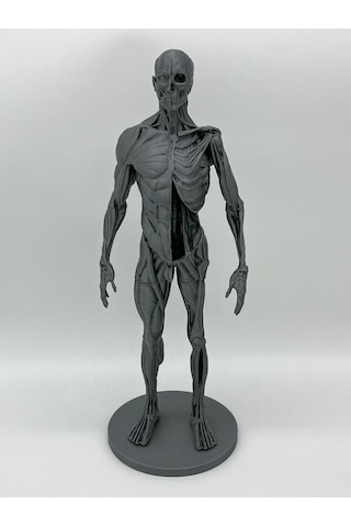 İnsan Anatomisi Erkek - Kas Ve Kemik Detaylar - 35 Cm