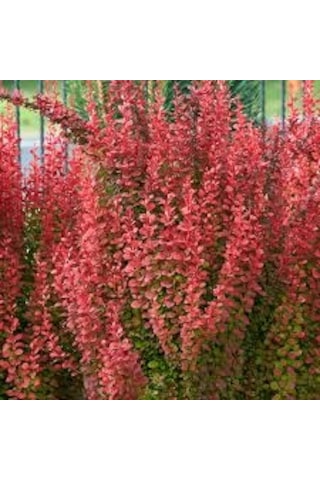 Fidanistanbul Berberis Thunbergii Orange Rocket. Saksıda
