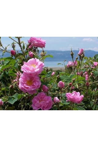 Dikensiz Isparta Gülü Yenilebilir Fidan 1-2 Y...