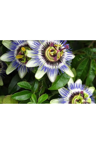 Tüplü Mavi Çiçekli Kokulu Passiflora Ağacı  Fidanı