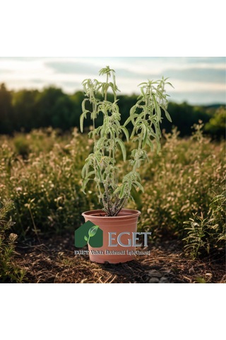 Anadolu Ada Çayı (Salvia fruticosa)- 1 lt Saksıda