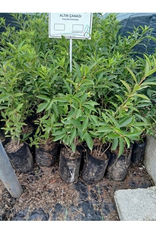 Tüplü Altın Çanağı Fidanı Forsythia Intermedia - Sarı Çiçekli Erken Bahar Açan Süs Çalısı