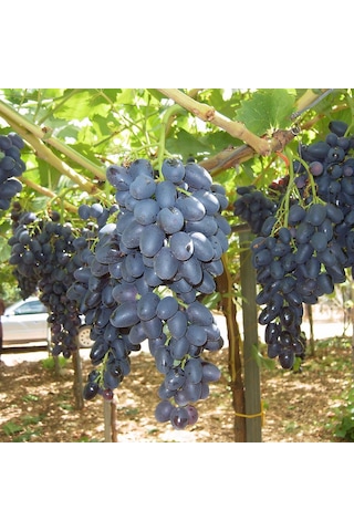 Çekirdeksiz Siyah Hatun Parmağı Cinsi Üzüm Fidanı