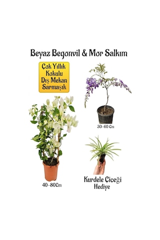Beyaz Begonvil Çiçeği+mor Salkım Ağacı Fidanı Kurdele Çiçeği Bahçe Peyzaj Seti
