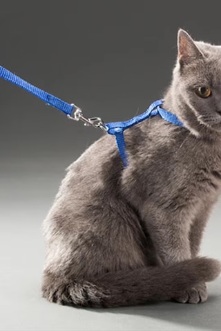 Thentech Kedi Sırt Tasması Kancalı Sağlam Kedi Tasması Göğüs Tasması Park Gezileri İçin Tasma