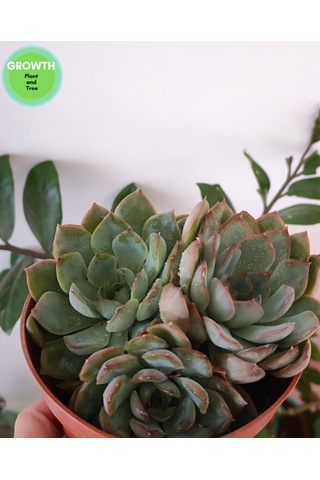 Echeveria Pink Edge 1 Adet