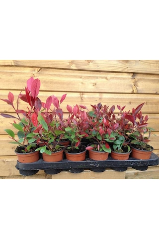 Bodur Alev Çalısı Photinia Red Nana 5 Adet