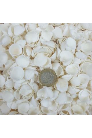 Clam Rose Cochles- Küçük Kiloluk Deniz Kabuğu 1 KG Clam Rose Cochles- Küçük Kiloluk Deniz Kabuğu 1 KG