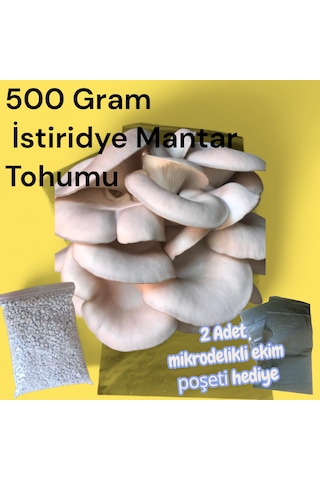 500 Gram İstiridye Mantar Tohumu 1 adet