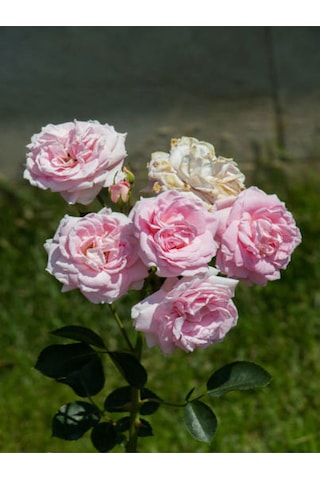 Avantajlı Yediveren Gül Seti 50 60cm 3 Adet Saksılı Beyaz Pembe Turuncu Aşılı Gül Roses