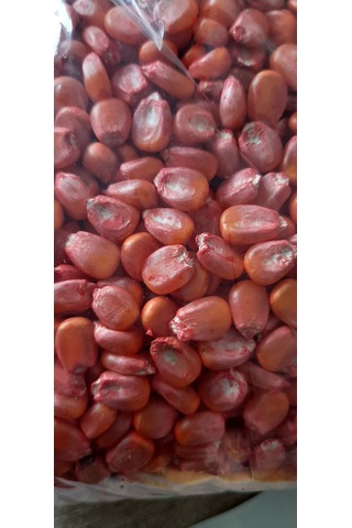 Kolukısa Vtarım Erkenci Süt Mısır Tohumu--1kg