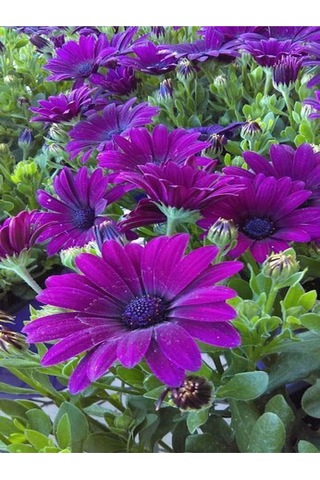 Mor Bodrum Papatyası Çiçeği 1 Adet Saksılı 20-40cm Teras Bitkisi Dimorphotheca Ecklonis