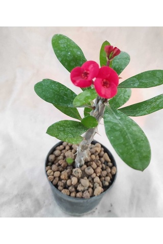 Videolu Milli Dikenler Tacı 15-25 Cm 5 Farklı Renk Saksılı Kaktüs Euphorbia