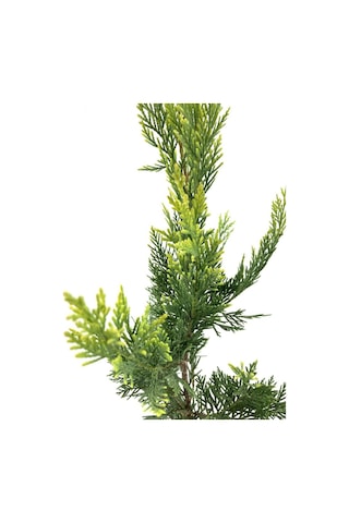Cupressocyparis Leylandii Leylandi Çam Fidanı 60-100 Cm