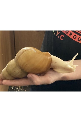 Dev Afrika Salyangozu ( Fulica Albino ) 1 Adet nohut boyu