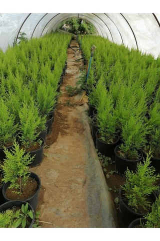 Limon Selvi Çam 10 Adet Kokulu Cupressus Macrocarpa Goldcrest Saksılı 40-50 Cm