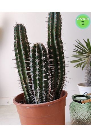 Abarginum Kaktüs 43cm 1 Adet