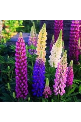 Acı Bakla Çiçeği Tohumu 5Adet