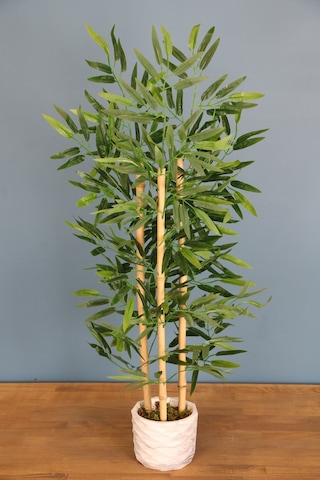 Bambu Ağacı 110 Cm 3 Gövdeli
