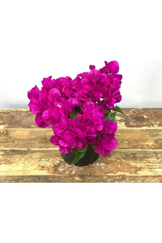 Begonvil Çiçeği-kırmızı 15-20 Cm -bodur Begonvil