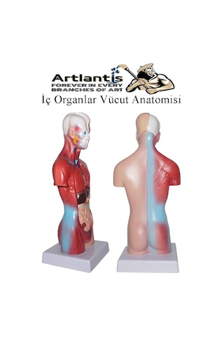 İnsan Organ Maketi 45 Cm 1 Adet İnsan Anatomi Modeli 15 Parça Sök Tak İnsan İç Organları Tıbbi Model Vücut