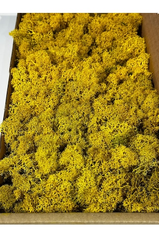 Reindermoss Şoklanmış Norveç Yosunu Terarium Yosunu Sarı 5 Kg.