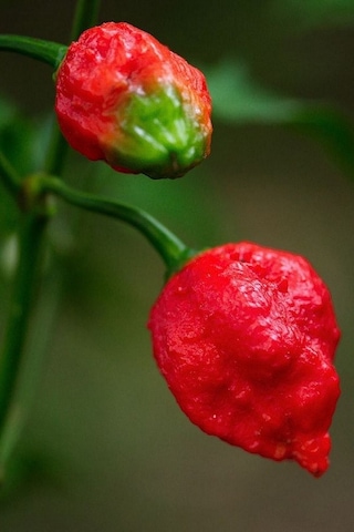 Dünyanın En Acısı Trinidad Scorpion Biber Tohumu / 20 Adet Tohum