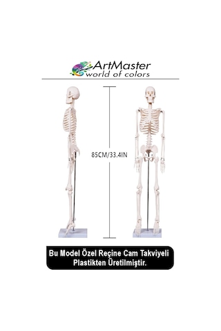 İskelet Sistemi Maketi 85 Cm 1 Adet İnsan İskelet Modeli Haraketli Eğitim İskelet Anatomisi İskelet Sistemi
