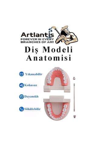 Diş Modeli Anatomisi 1 Paket İnsan Diş Çene Modeli Eğitci Fen Biyoloji Deney Maketi Diş Maketi